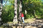 Entspannung pur beim Waldbaden