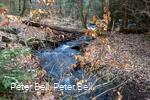 Die wilde Ennepe im Naturschutzgebiet (2)