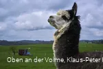 Alpakafarm Inti