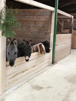 Gruppenfoto Shettys & Esel.jpg