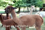 Die Alpakas auf dem Alpakahof Blomberg