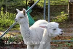 Es gibt immer etwas zu beobachten