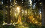 Herbstwald.jpg
