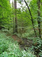 Waldbaden-eingetaucht im Wald (Foto G.Slowek).jpg