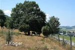 Kühe in der Heide