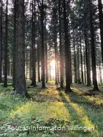 Sonnenstrahl im Wald bei Willingen 