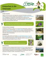 Infotafel Station 4 Waldfeenpfad