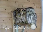 Ausgewöhnungsstation Essenthoer Mühle