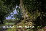 seelenort-schwalenburg-baum_c__klaus-peter_kappest.jpg