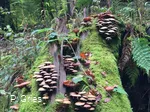 Waldbaden-Baumpilze quer (Foto P.Gries).jpg