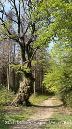 Grenzbuche Markenbaum Südhangweg