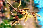 Arboretum Essenthoer Mühle