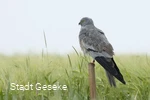Wiesenweihe