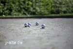 abenteuergolf-willingen-boule.jpg