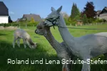 Alpakas weiß