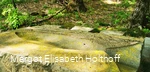 KuLTisch Fisch 2.jpg