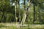 Karpaten-Moorbirken im Naturschutzgebiet Jaegers Weinberg