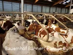 Interessante Infos rund ums Melken gibt es bei Hof