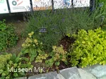 Kräuerbeet
