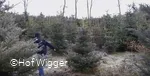 Weihnachtsbäume2.jpg