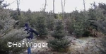 Weihnachtsbäume2.jpg