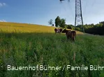 Kühe auf dem Bauernhof Bühner