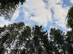 Waldbaden-Blick zu den Baumwipfeln ( Foto G.Slowek).jpg