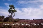 Eine weite Heidelandschaft vor blauem, bewölktem Himmel.