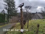 Scheuerpfahl Phönix