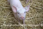 Schwein der Familie Helwig.JPG