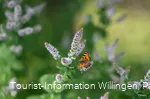 Schmetterling im Kurgarten Willingen