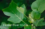 Arboretum Essenthoer Mühle