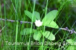 Siebenstern am barrierearmen Wanderweg