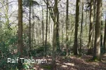 Buchenwald im Naturschutzgebiet