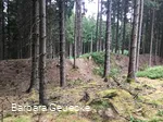 Aufgang zum Ringwall