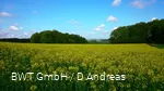 Feld