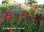 Bunte, blühende Wiesen im Schaugarten