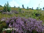 Heide auf dem Osterkopf 