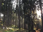 Weg beim Waldbaden quer (Foto P.Gries).jpg