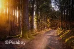 Wald-wandern.jpg
