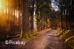 Wald-wandern.jpg