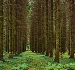hardwood-forest-tree-hardwood-forest-uncultivated-2023-11-27-05-18-02-utc.jpg