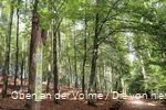 Der Lebensraum Wald ist zentrales Thema