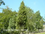Wacholderheide am Hohen Stein in Kallenhardt