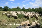 Schafe in der Westerschledde