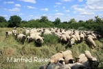 Schafe in der Westerschledde