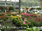 Blumen Lindner (6).jpg
