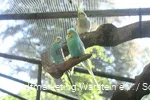 Vogelgehege