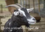 ziege_c__wild-und-freizeitpark-willingen.jpg.jpg