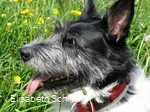 hund_c__elisabeth-schilling.jpg
